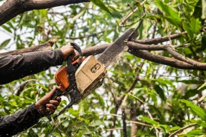 Tree Removal Near Me in Bolingbrook